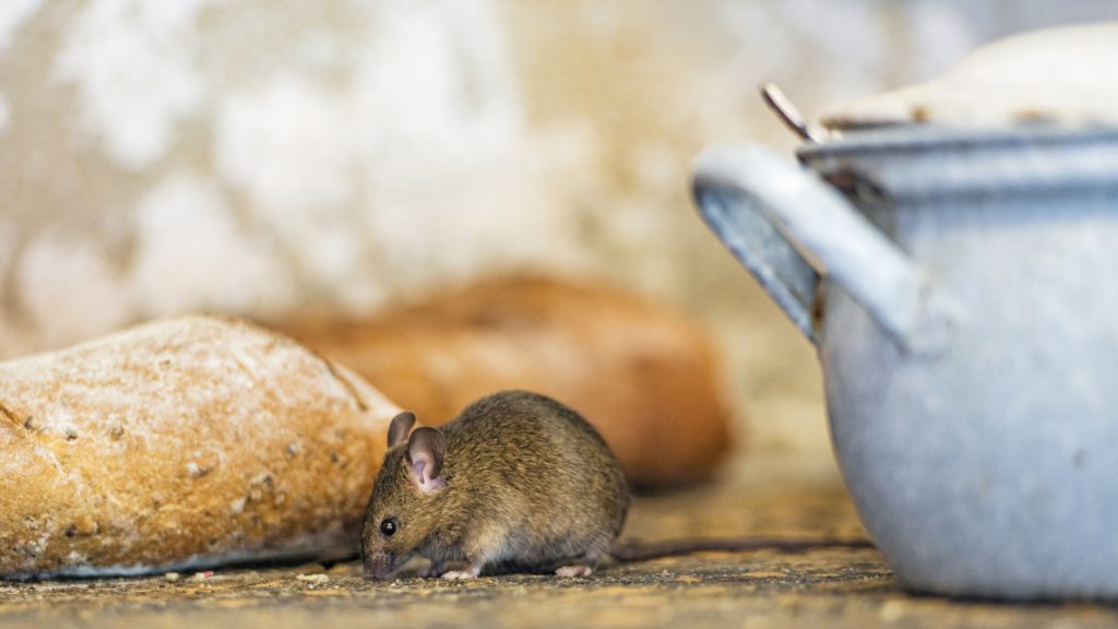 The Secret Rodent Repellent: Why Steel Wool Works for Mice